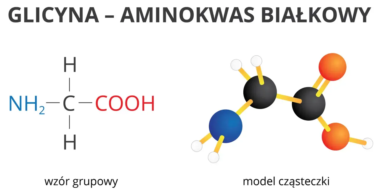 Glicyna, najprostszy z aminokwasów białkowych, przedstawiona jako wzór grupowy i model cząsteczki.