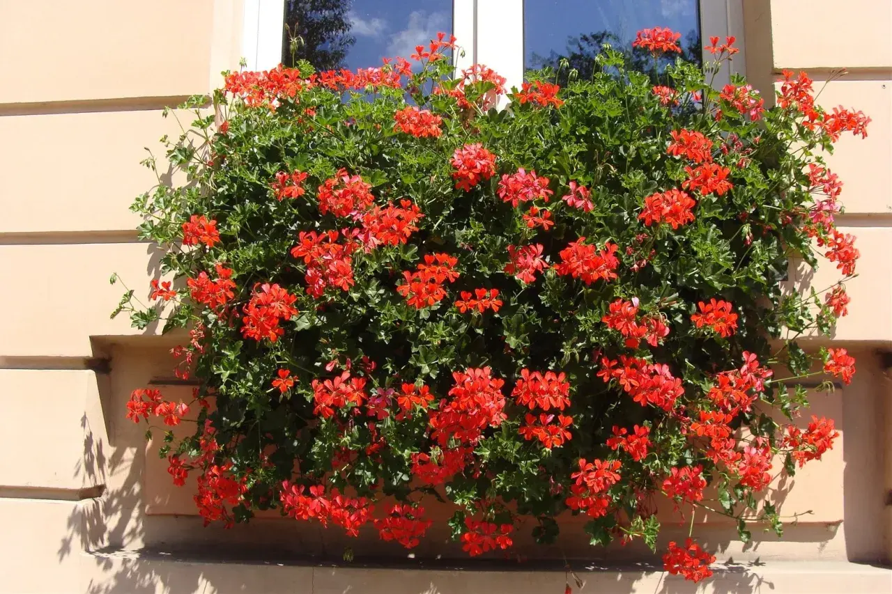 Obficie kwitnąca pelargonia kaskadowa w intensywnym kolorze czerwonym zdobi okno, tworząc żywy wodospad kwiatów.