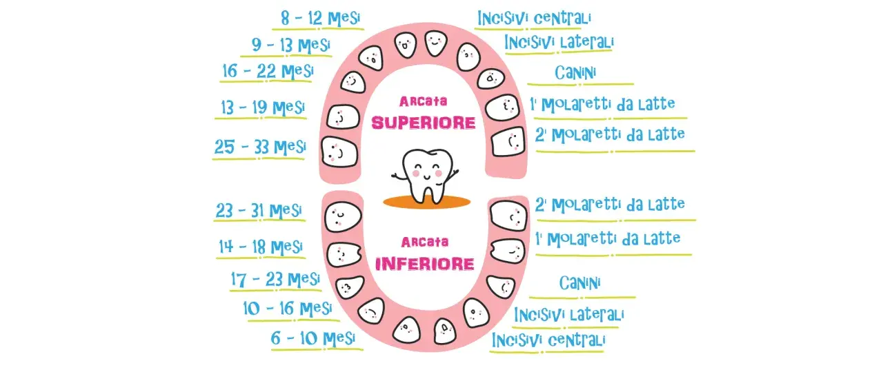 Schema dei dentini da latte, con indicazioni sui mesi di eruzione per arcata superiore e inferiore.