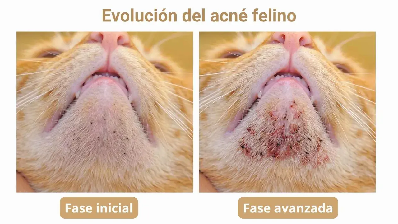 Evolución del acné felino: fase inicial con puntos negros y fase avanzada con inflamación. Un posible tratamiento casero podría ayudar.