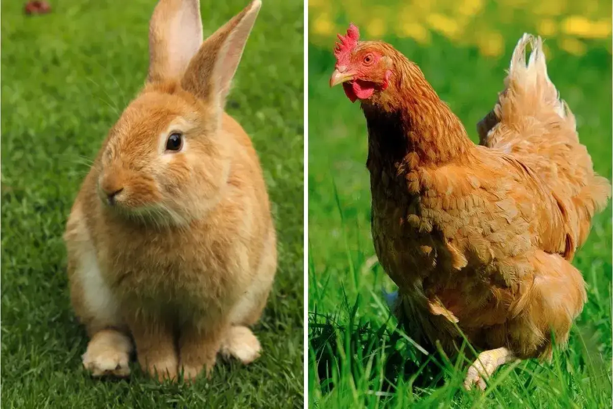 Un lapin nain roux et une poule rousse sur l'herbe. Peut-on mettre un lapin nain avec des poules ?