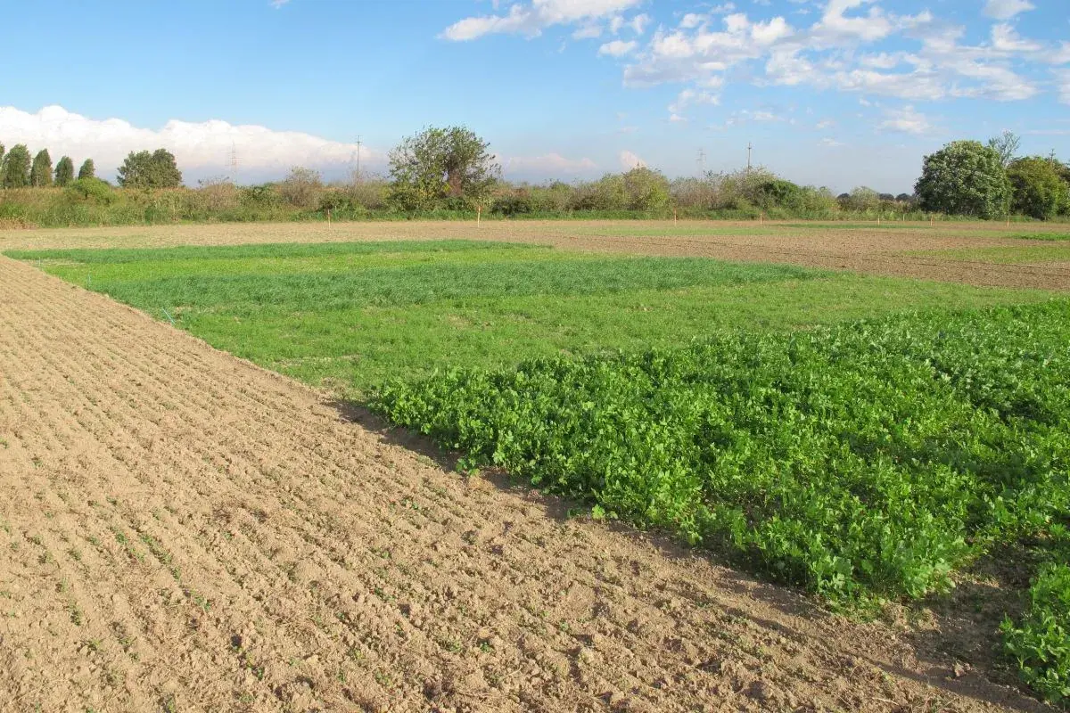 Campi coltivati con diverse specie di cover crops, alcune in pieno rigoglio verde, altre appena seminate.