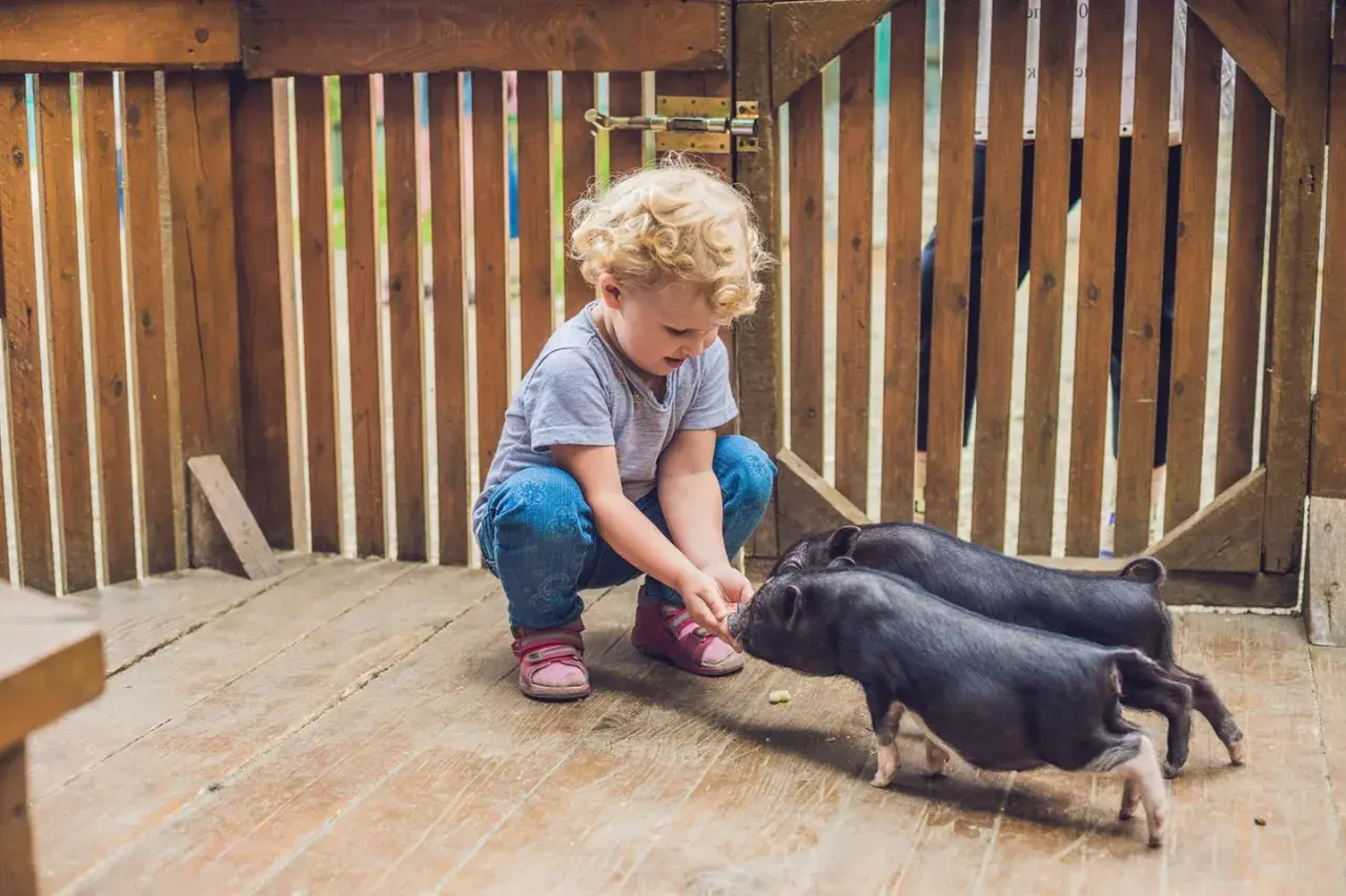 Kleines Kind füttert Schweinchen. Tolle Unternehmungen mit Kleinkind 2 Jahre auf einem Bauernhof.
