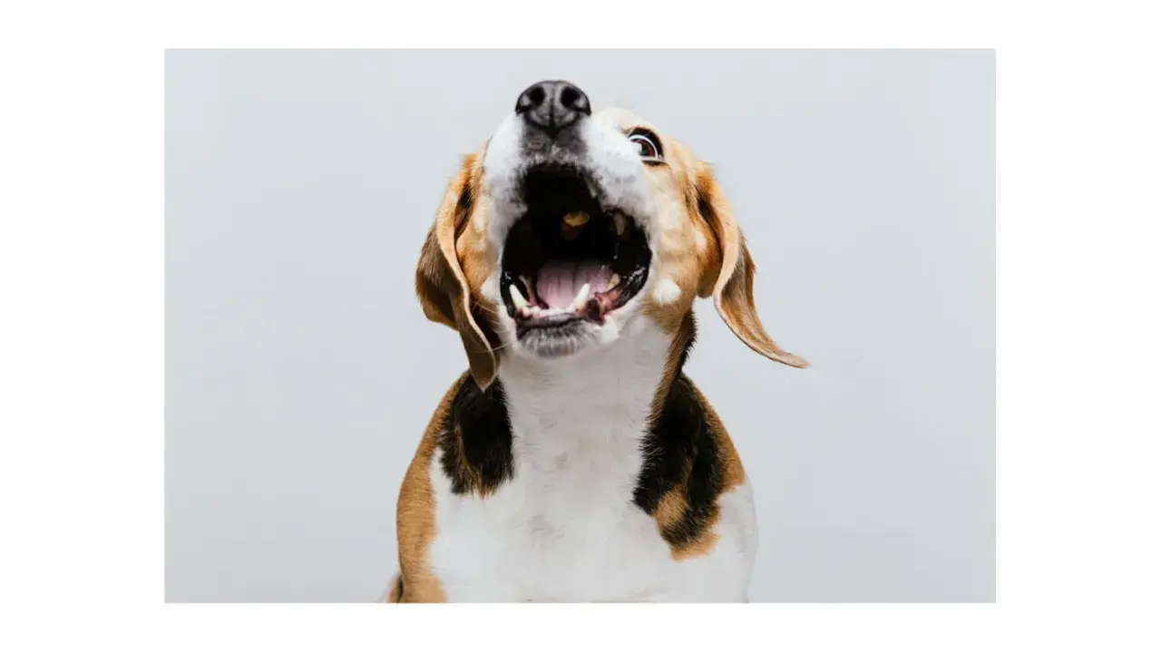 Pies beagle z otwartym pyskiem, jakby uczył się, jak oduczyć psa szczekania.