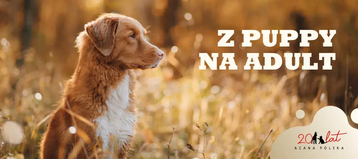 Szczeniak a karma dla dorosłych: Kiedy i jak bezpiecznie zmienić?