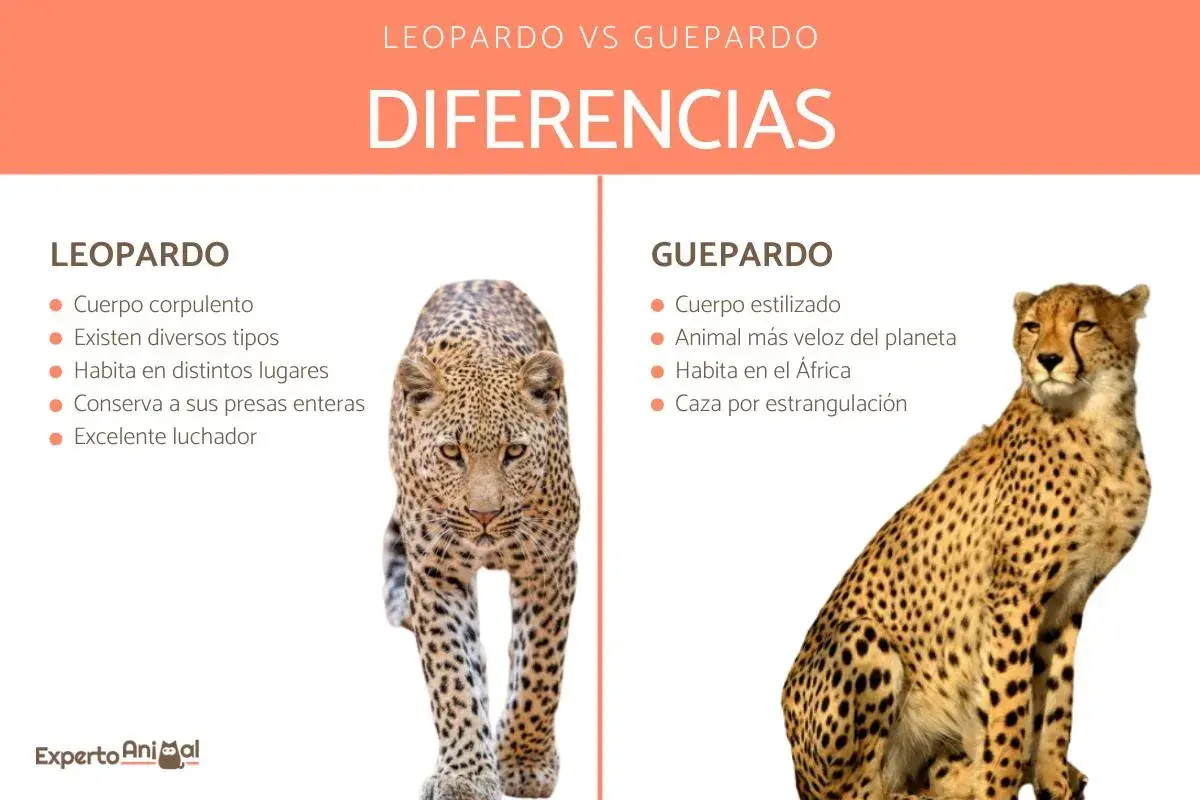 Comparación visual entre un leopardo y un guepardo, destacando sus diferencias físicas y de comportamiento.