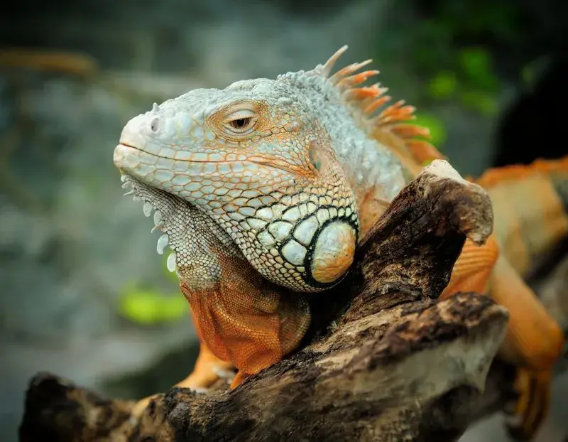 Jak zwiększyć wilgotność w terrarium? Sprawdzone metody i porady