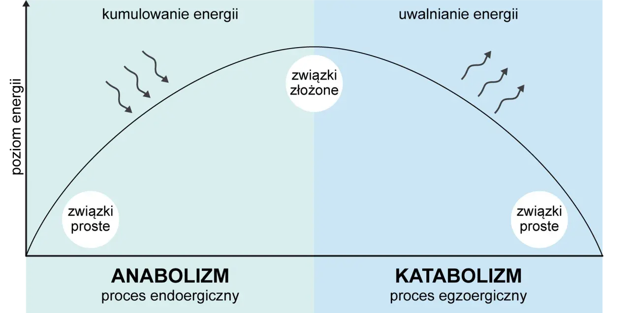 Diagram przedstawia anabolizm (kumulowanie energii, proste związki tworzą złożone) i katabolizm (uwalnianie energii, złożone związki rozpadają się na proste).