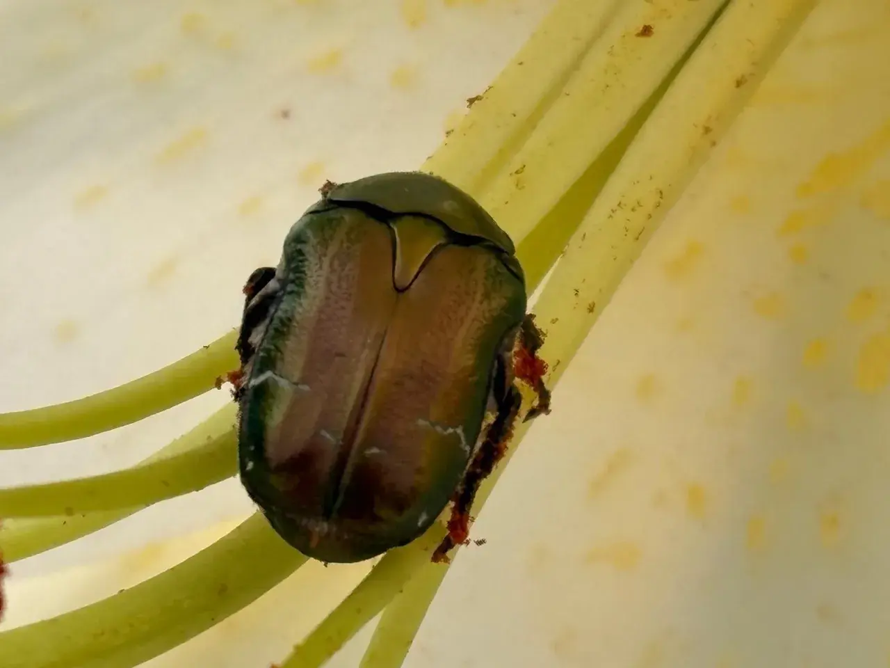 Scarabeo Popillia japonica, insetto che causa danni alle piante, si posa sui pistilli di un fiore.