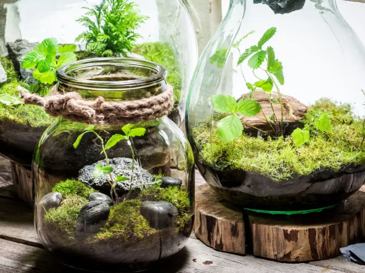 Kleine grüne Welten im Glas: So kannst du einen flaschengarten selber machen. Moos, Steine und zarte Pflanzen in Gläsern.