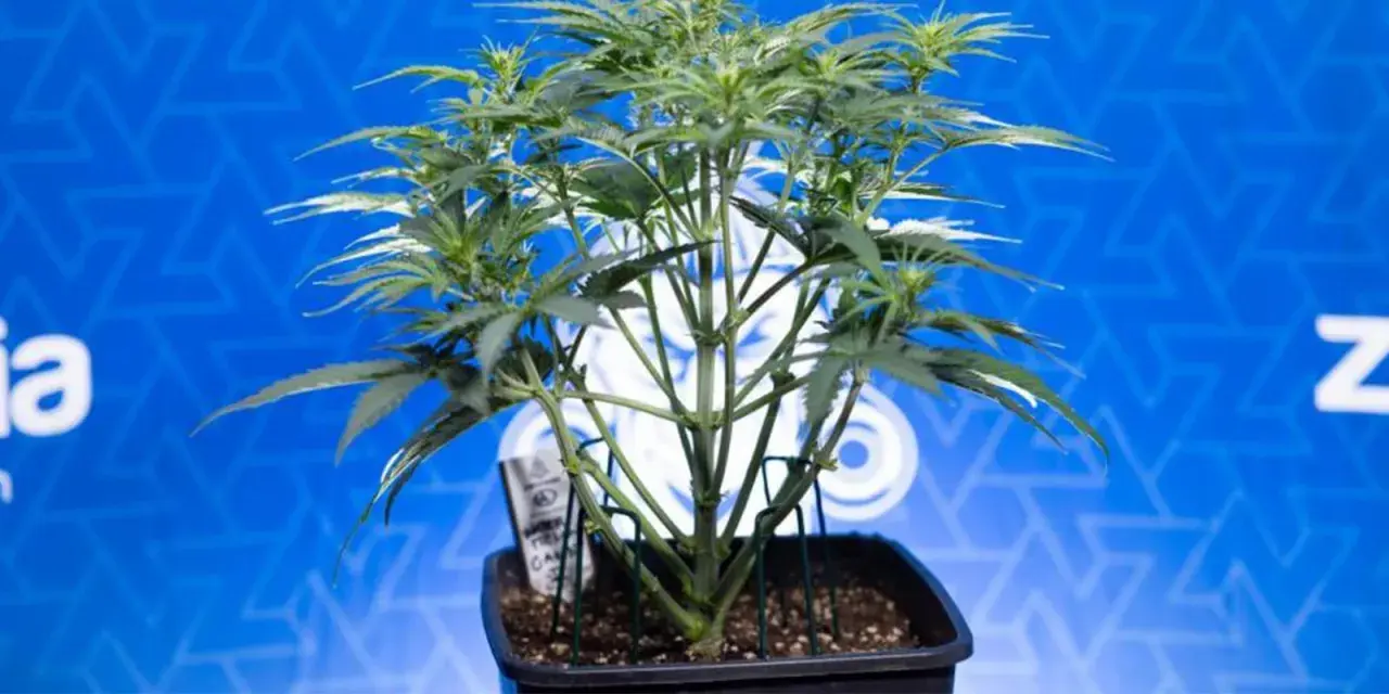 Giovane pianta di cannabis indoor in vaso, con steli verdi e foglie rigogliose, su sfondo blu con logo.
