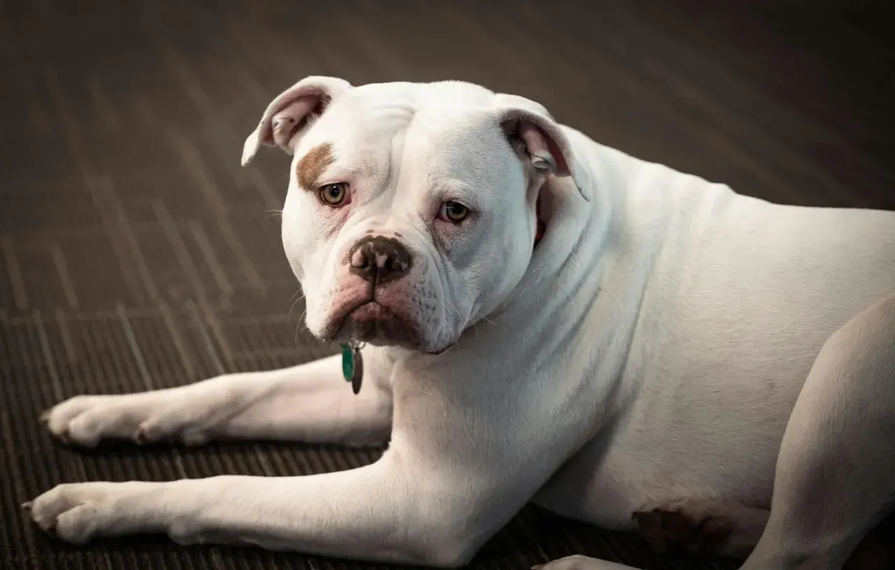 Ein weißer American Bulldog mit brauner Fleck über dem Auge liegt auf einem dunklen Teppich.
