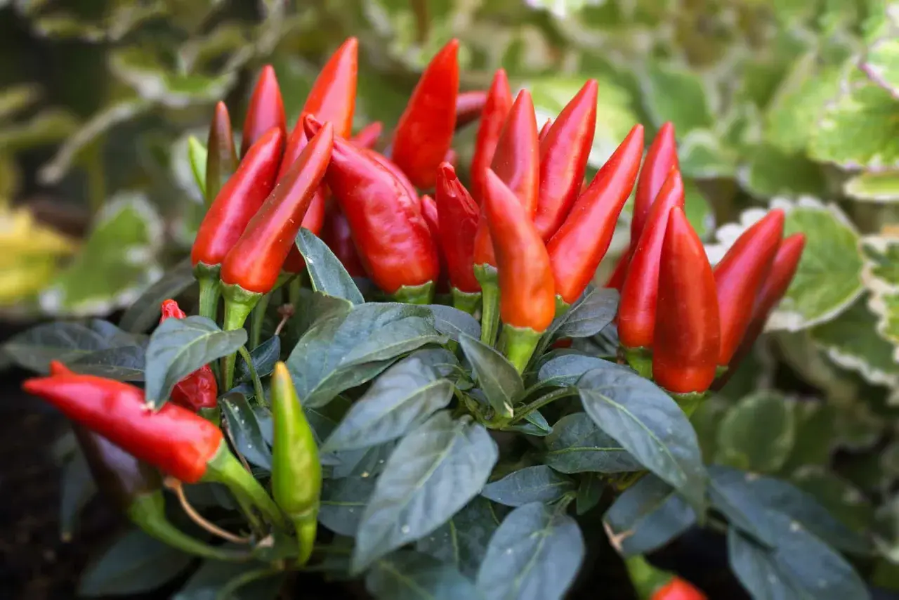 Leuchtend rote Peperoni wachsen dicht an einem Strauch. Einige grüne Chilis sind ebenfalls zu sehen.
