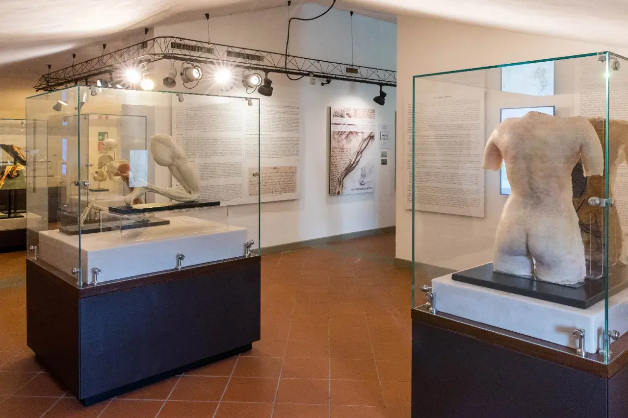 Modelli anatomici in esposizione in un museo nel vinci centro storico.