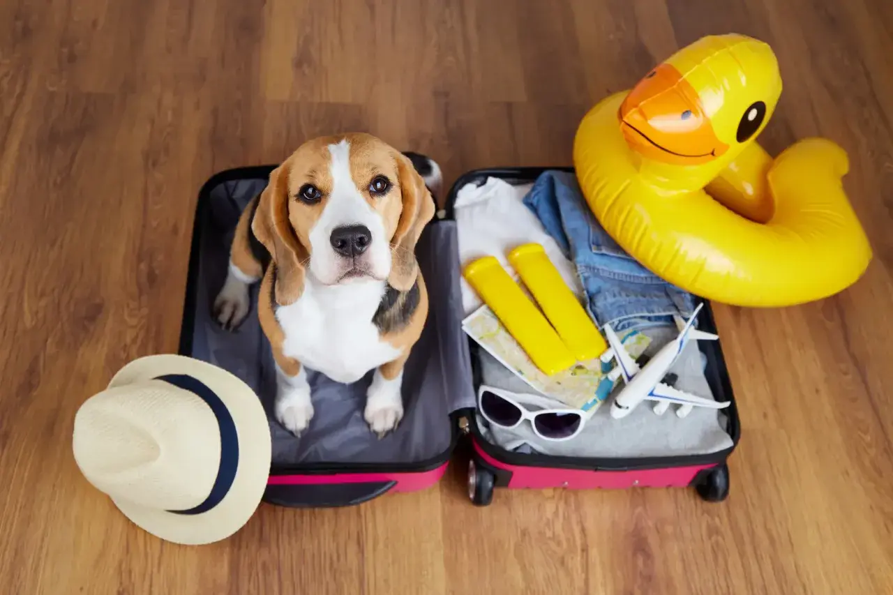 Beagle w walizce gotowy na wakacje. W środku ubrania, okulary, mapa, dmuchana kaczka i samolot. Idealne miejsce dla podróżujących z psem, dog friendly!