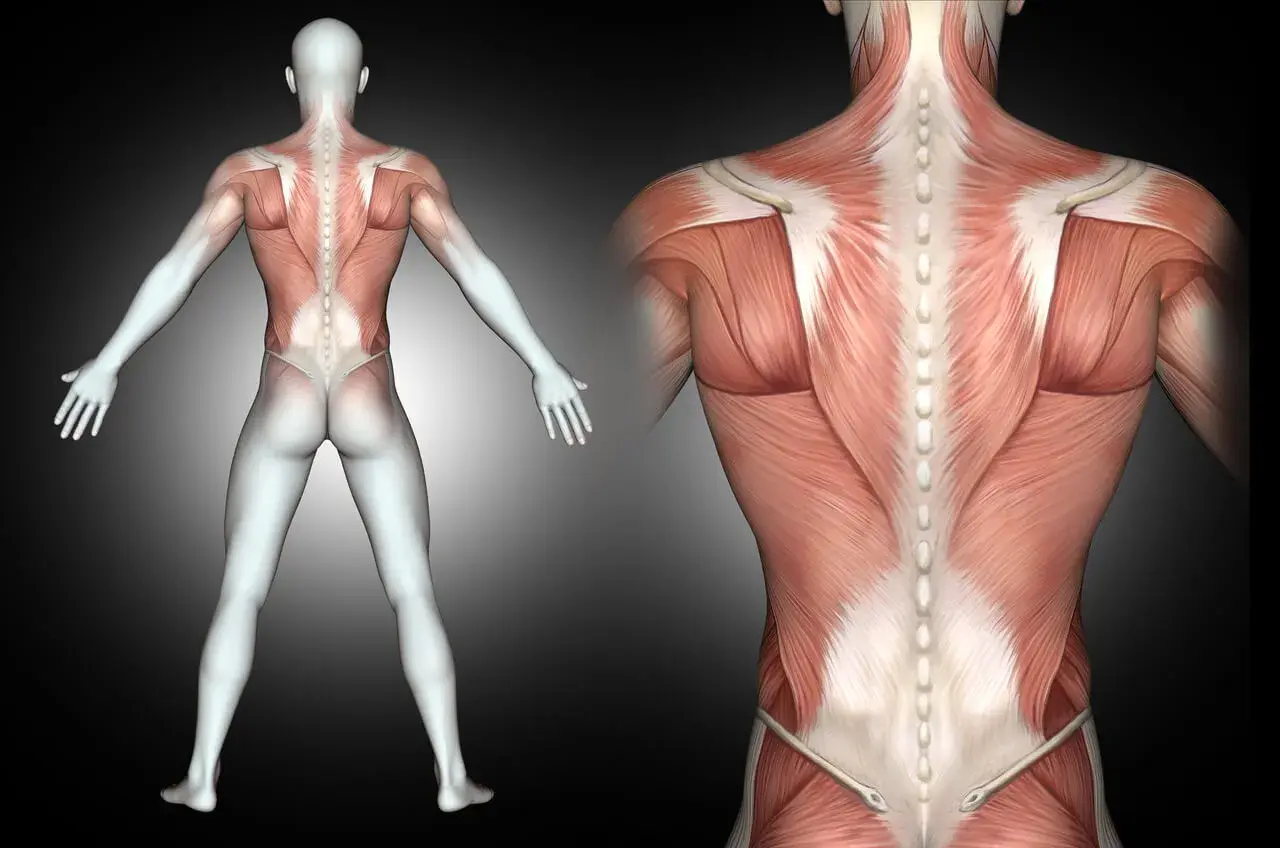 Anatomical view of the human back, showing detailed musculature. Widely spread muscles of the back are visible, emphasizing their structure and connection to the spine.