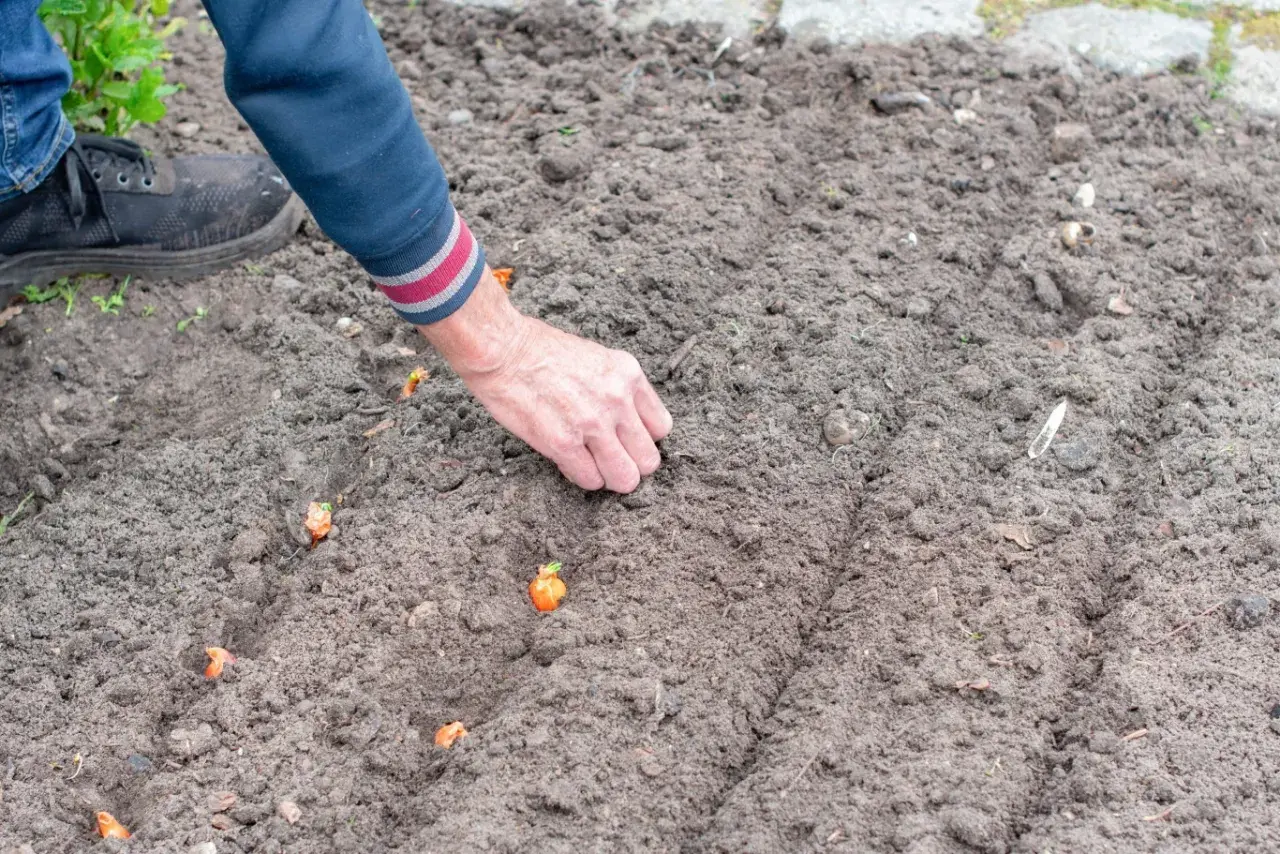 Dłoń sadzi małe cebulki, z których wyrośnie piękny kwiat cebuli.