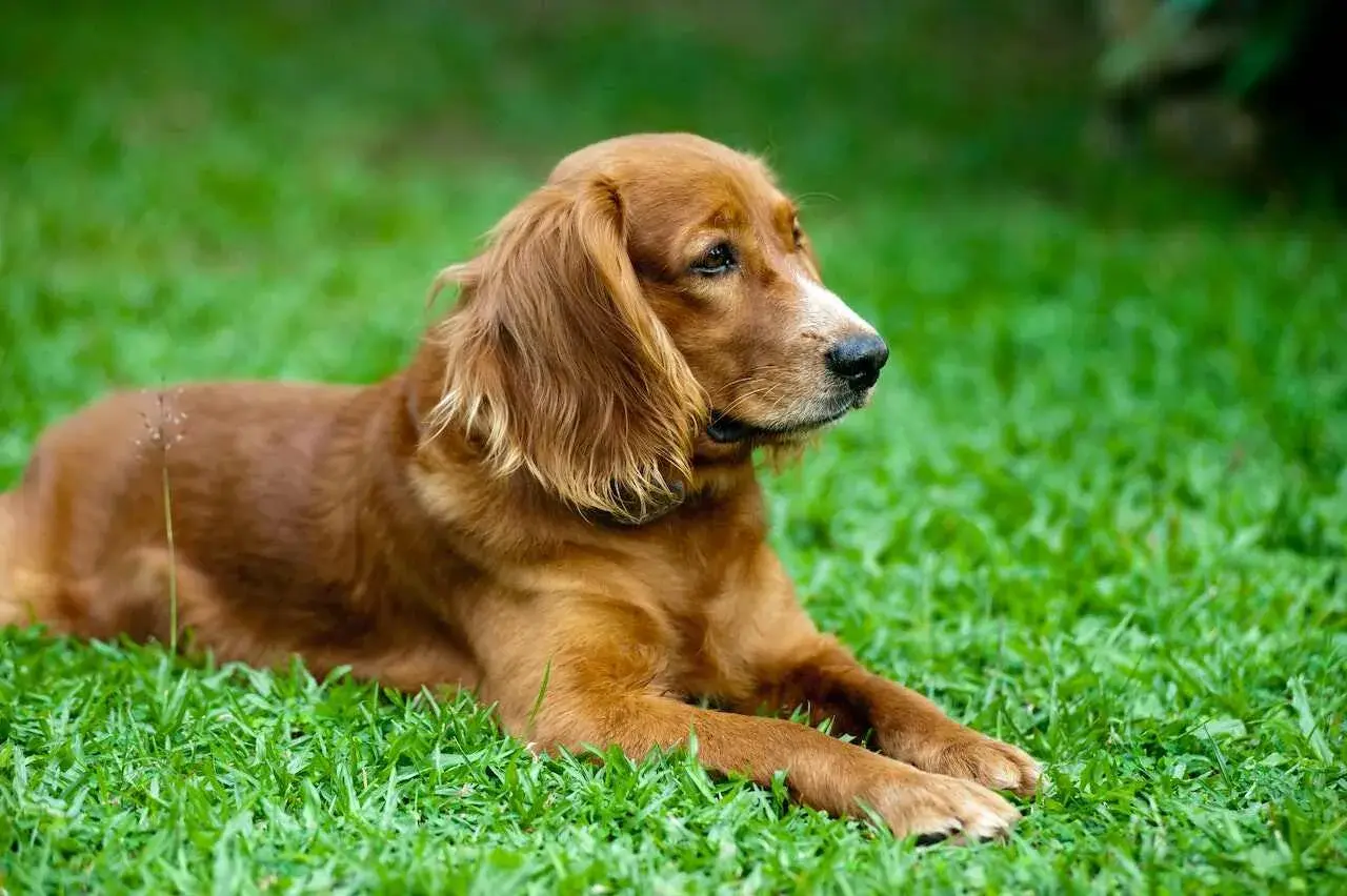 Brązowy spaniel miniaturka leży na zielonej trawie, wpatrując się w dal.