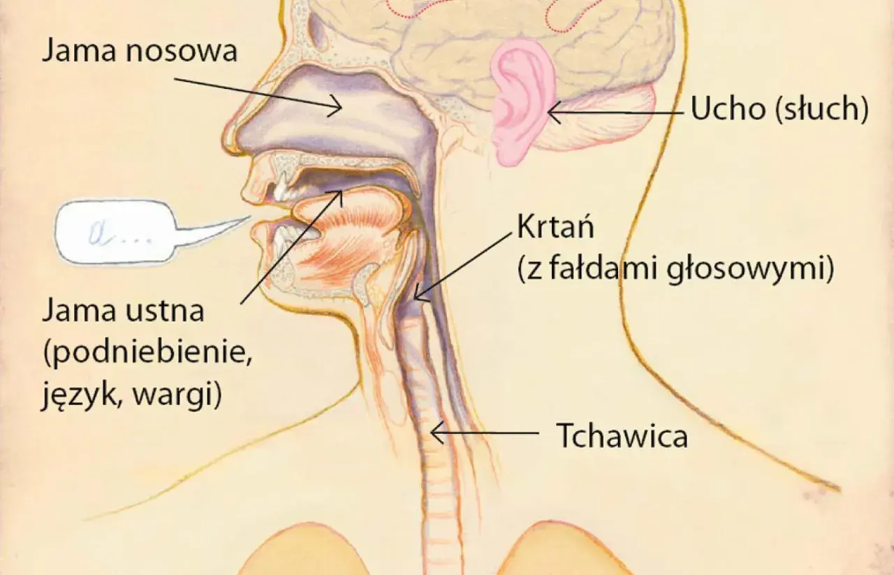 Przekrój narządów mowy i słuchu. Jama ustna, nosowa i krtań z fałdami głosowymi tworzą dźwięk mowy, który dociera do ucha.