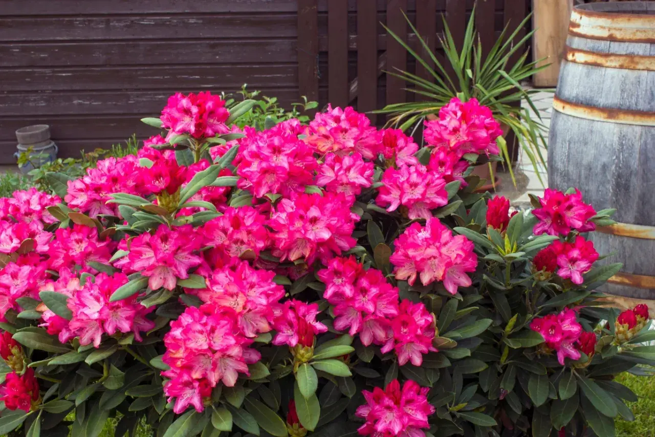 Krzew rododendronu z obfitymi, różowymi kwiatami, gotowy na domowy nawóz do rododendronów.