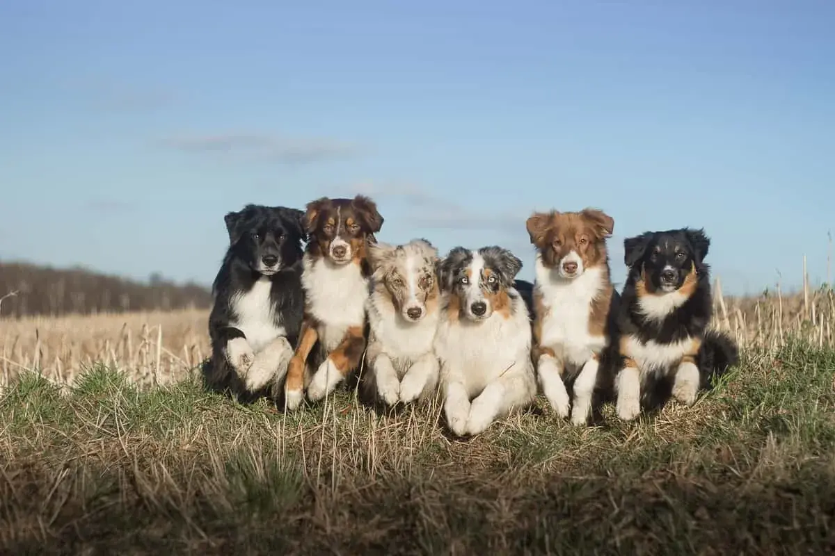 Sechs asca australian shepherd Hunde sitzen nebeneinander im Gras.