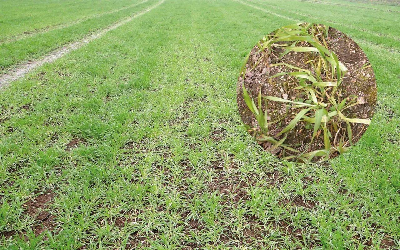 Champ de blé jeune montrant des symptômes de carence en manganèse, avec des feuilles jaunies et des traînées claires.