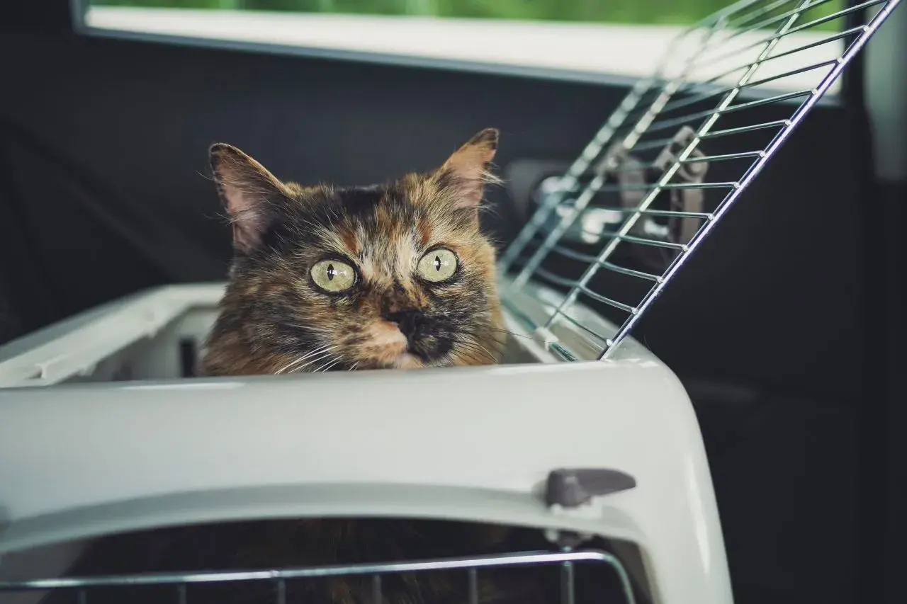 A tortoiseshell cat peeks out of a carrier, ready for a car ride. Tips on how to travel with a cat.
