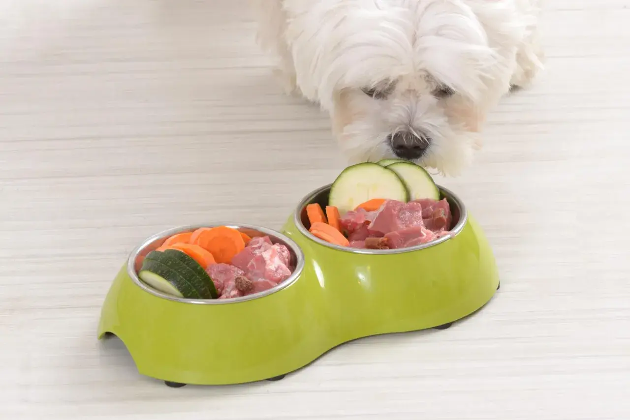 Ein weißer Hund schaut neugierig auf zwei Näpfe mit BARF-Futter: Fleischstücke, Karotten und Zucchini.
