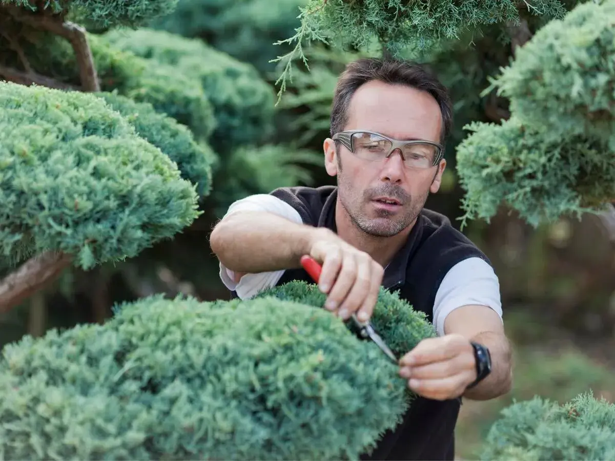 Mann mit Brille schneidet sorgfältig Koniferen mit einer Gartenschere, um die Form zu erhalten.