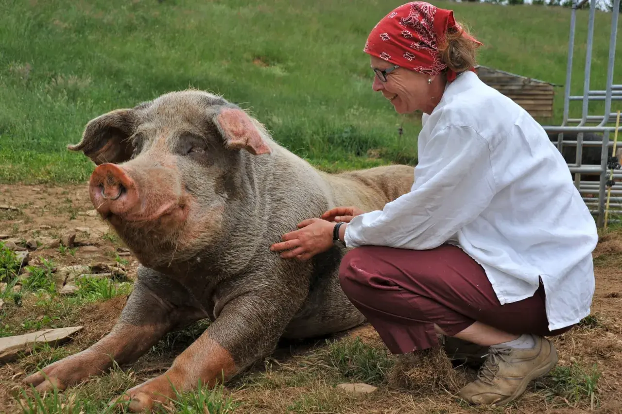 Une femme caresse un cochon dans son habitat naturel. Le cochon semble heureux et détendu, profitant de l'interaction.