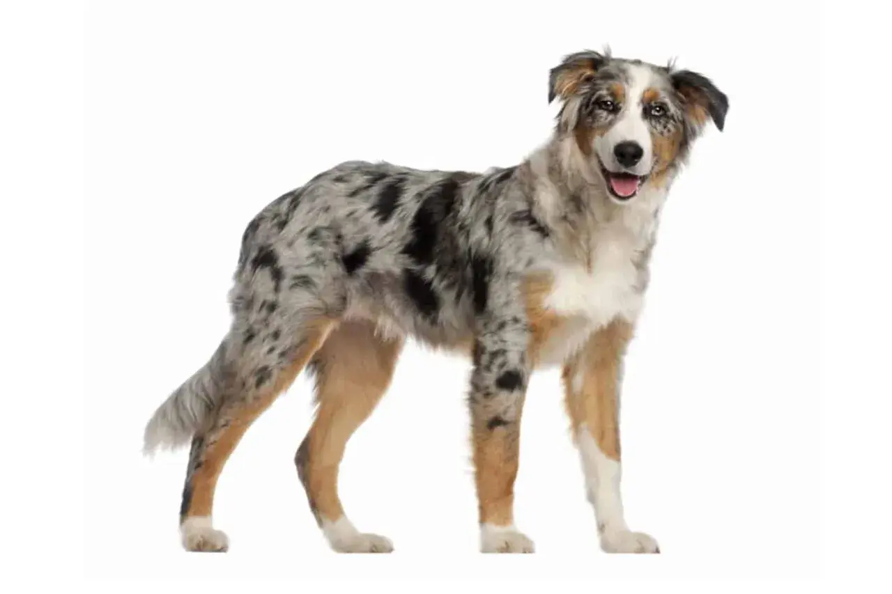Ein wunderschöner australian shepherd kurzhaar mit marmoriertem Fell und freundlichem Blick steht auf weißem Hintergrund.