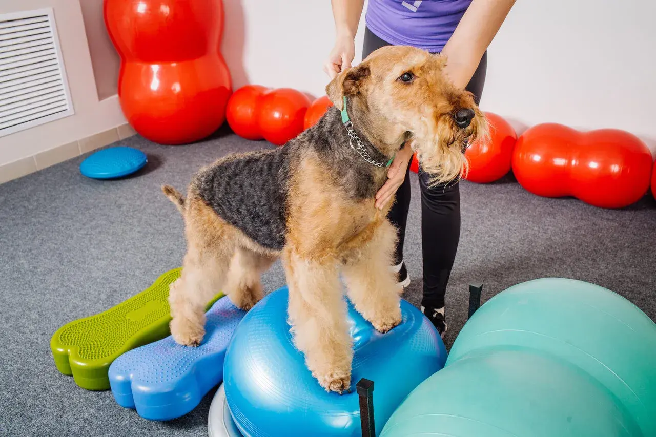 Airedale terrier ćwiczy psie sporty na niebieskiej piłce gimnastycznej, otoczony kolorowymi piłkami i podestami.