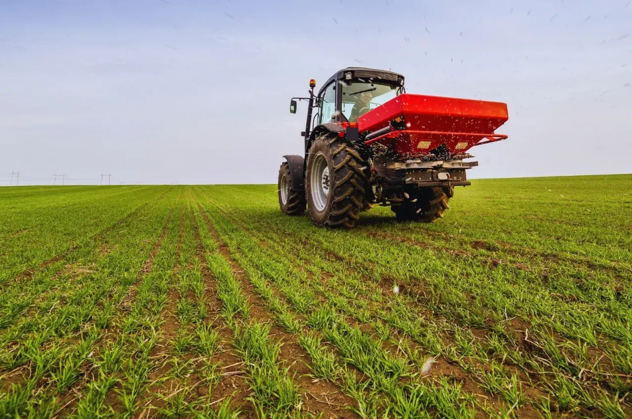 Czerwony traktor rozsypuje nawóz na zielonym polu młodego zboża.