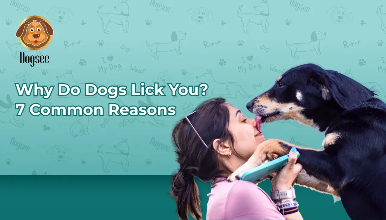 A dog licks a woman's face, exploring reasons for excessive licking in dogs.