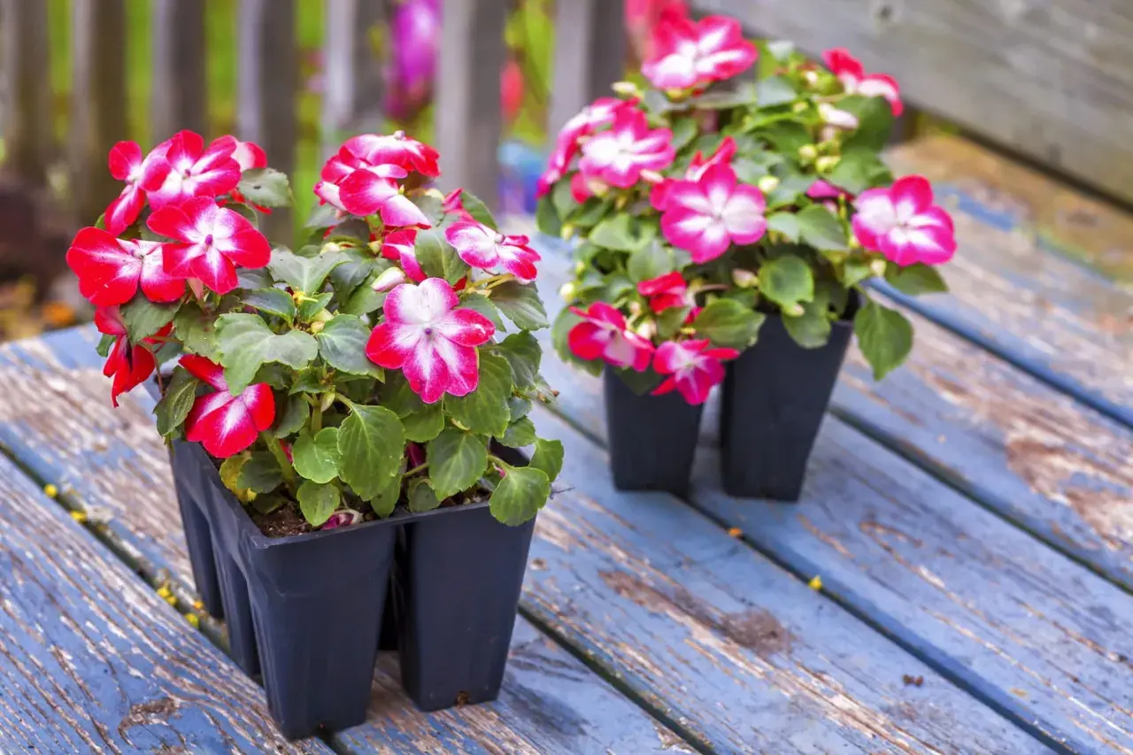 Deux pots d'impatiens de Guinée aux fleurs rose vif et blanches, prêts pour une exposition ensoleillée sur une table en bois bleu délavé.