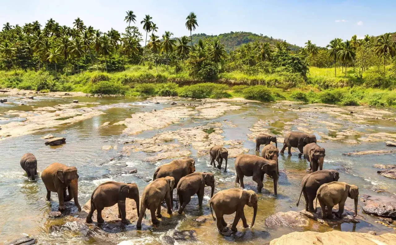Un troupeau d'éléphants traverse une rivière bordée de palmiers, un moment inoubliable de safari au Sri Lanka.