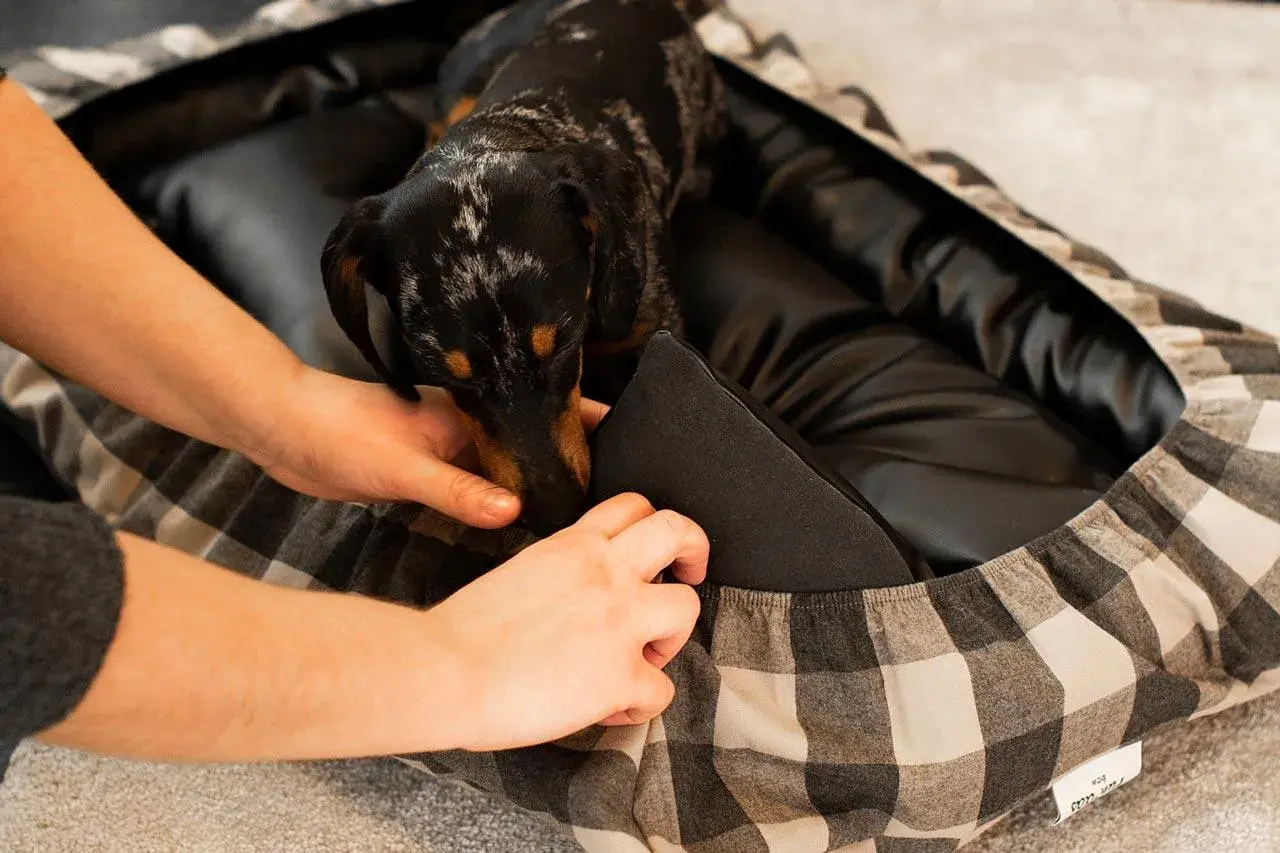 Manos ajustando una cama para perros con estampado de cuadros. Un perro salchicha se asoma curiosamente.