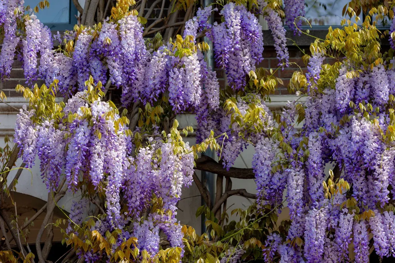 Kaskady fioletowych kwiatów wisterii zwisają na tle ceglanego muru. Warto wiedzieć, czy wisteria jest trująca, zanim pozwoli się jej rozrosnąć.
