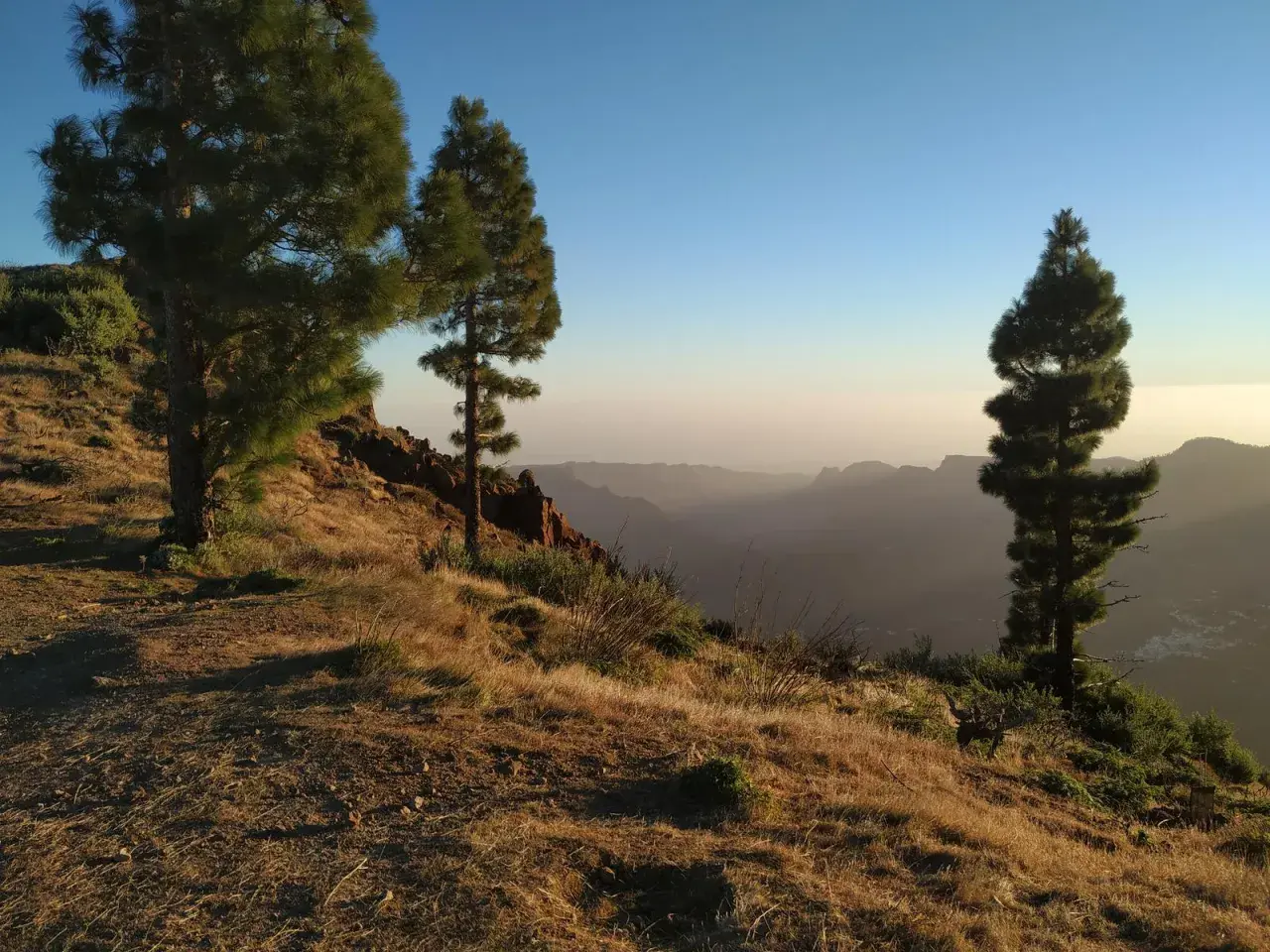 Paisaje de senderismo en Canarias con pinos en una ladera dorada y un valle brumoso al amanecer.