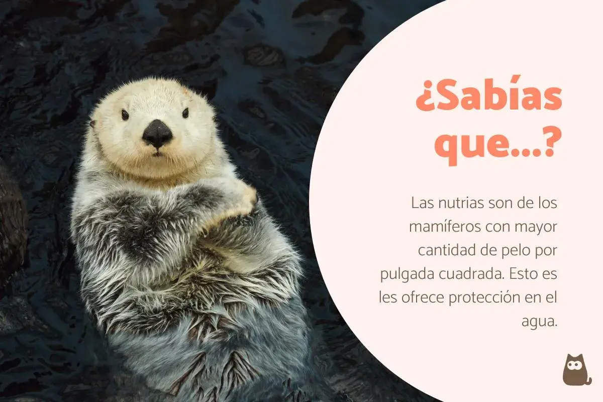 Nutria flotando, un ejemplo de curiosidades de los mamíferos. Su denso pelaje la protege en el agua.