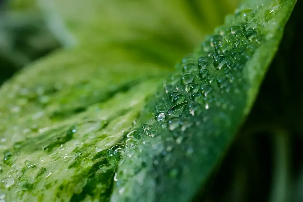 Gocce d'acqua su una foglia verde, un dettaglio che suggerisce come aumentare l'umidità per le piante.