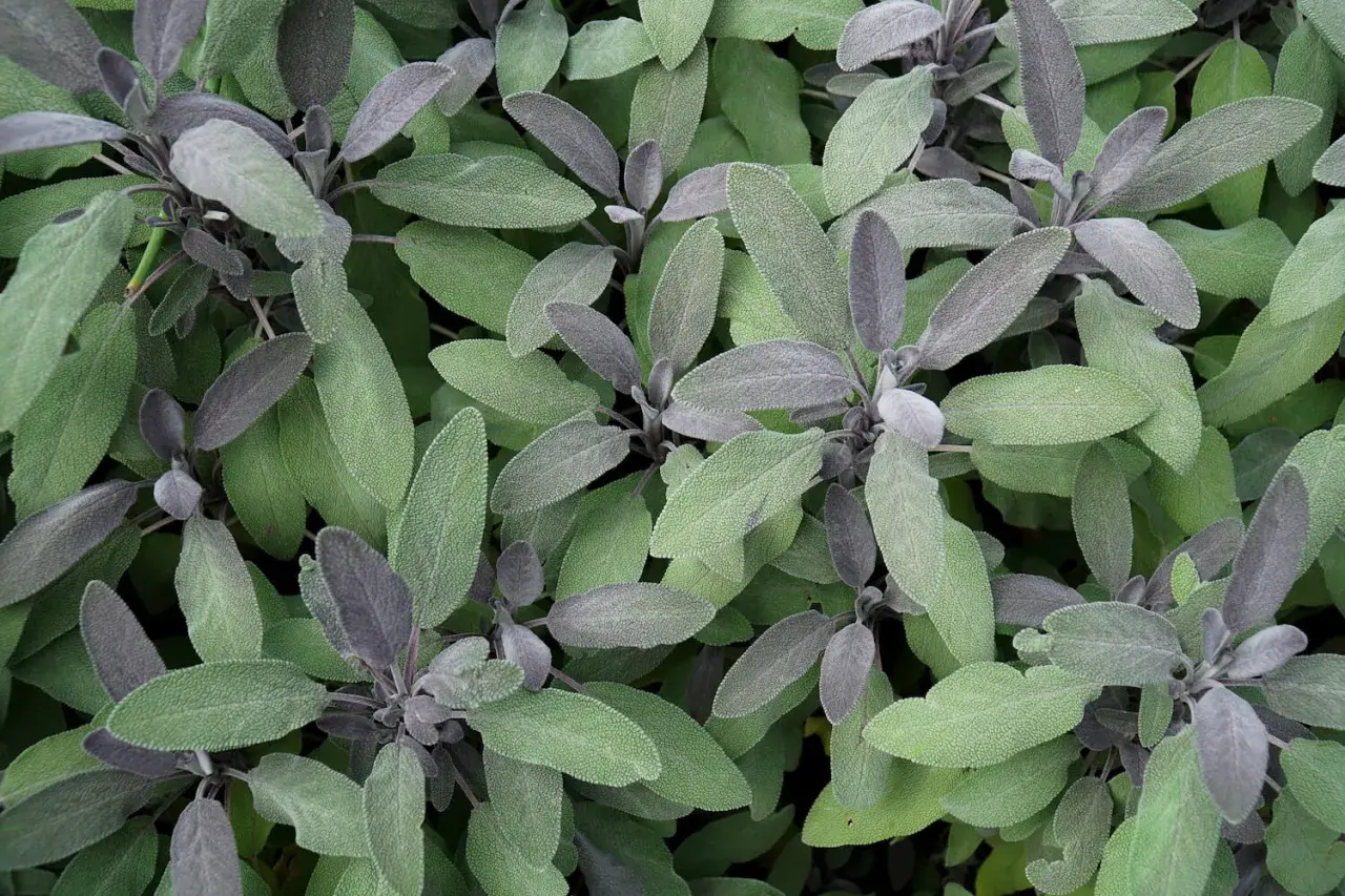 Nahaufnahme von Salbeiblättern in verschiedenen Grüntönen. Die jungen Triebe sind violett. Perfekt, um Salbei zu vermehren.