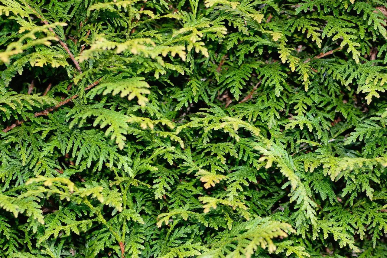 Dichtes Grün von Thuja-Zweigen. Viele wissen nicht, welche Thuja ist nicht giftig und eignet sich für den Garten.