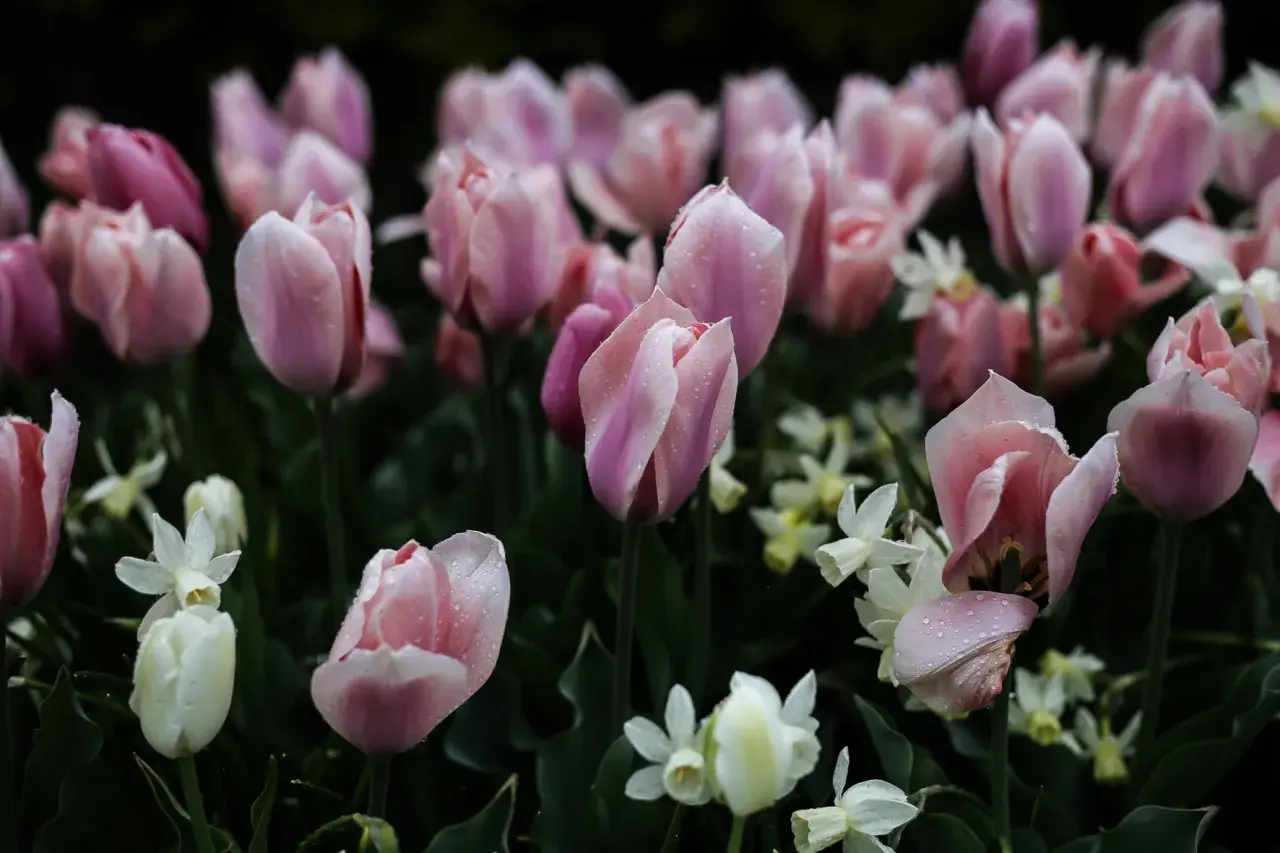 En blomsteräng med rosa tulpaner och vita små blommor, perfekta för att odla tulpaner. Vattendroppar glittrar på kronbladen.