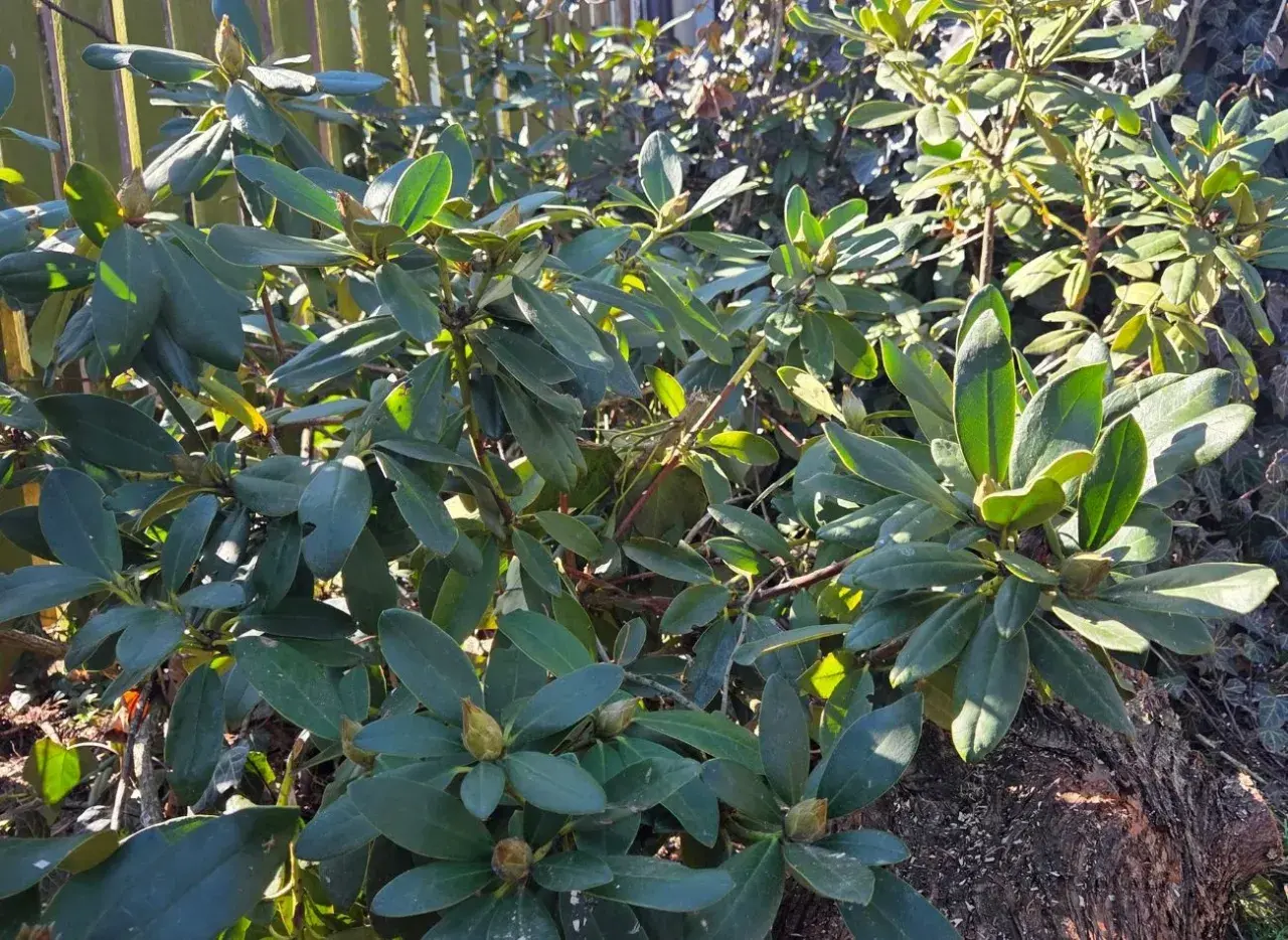 Gęste, zielone liście rododendronów. Zastanawiasz się, co posadzić obok rododendrona? Pomyśl o paprociach lub wrzosach.