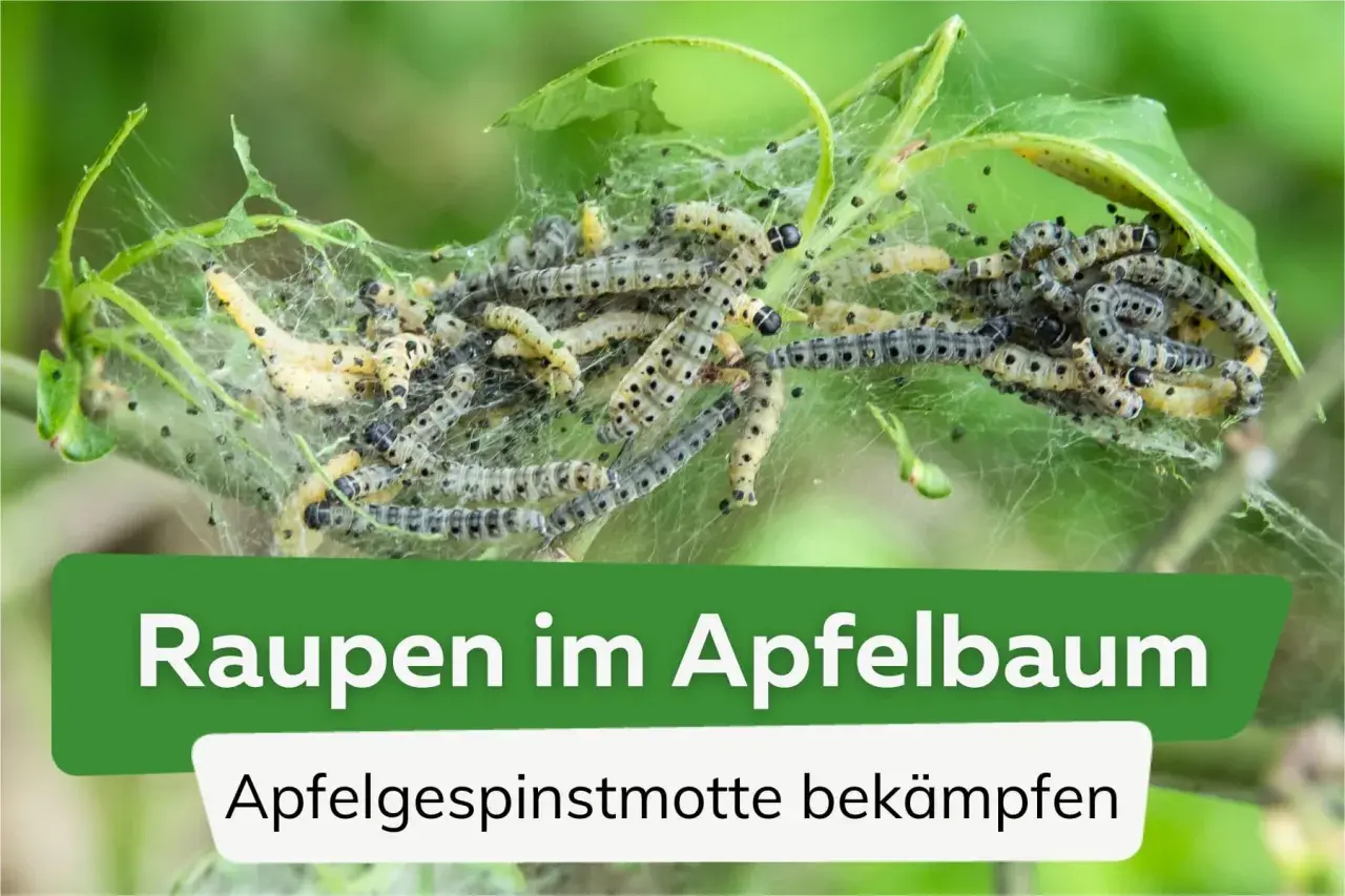 Viele Raupen im Apfelbaum, die sich in einem Gespinst verstecken. Sie fressen die Blätter und sind ein Zeichen für die Apfelgespinstmotte.