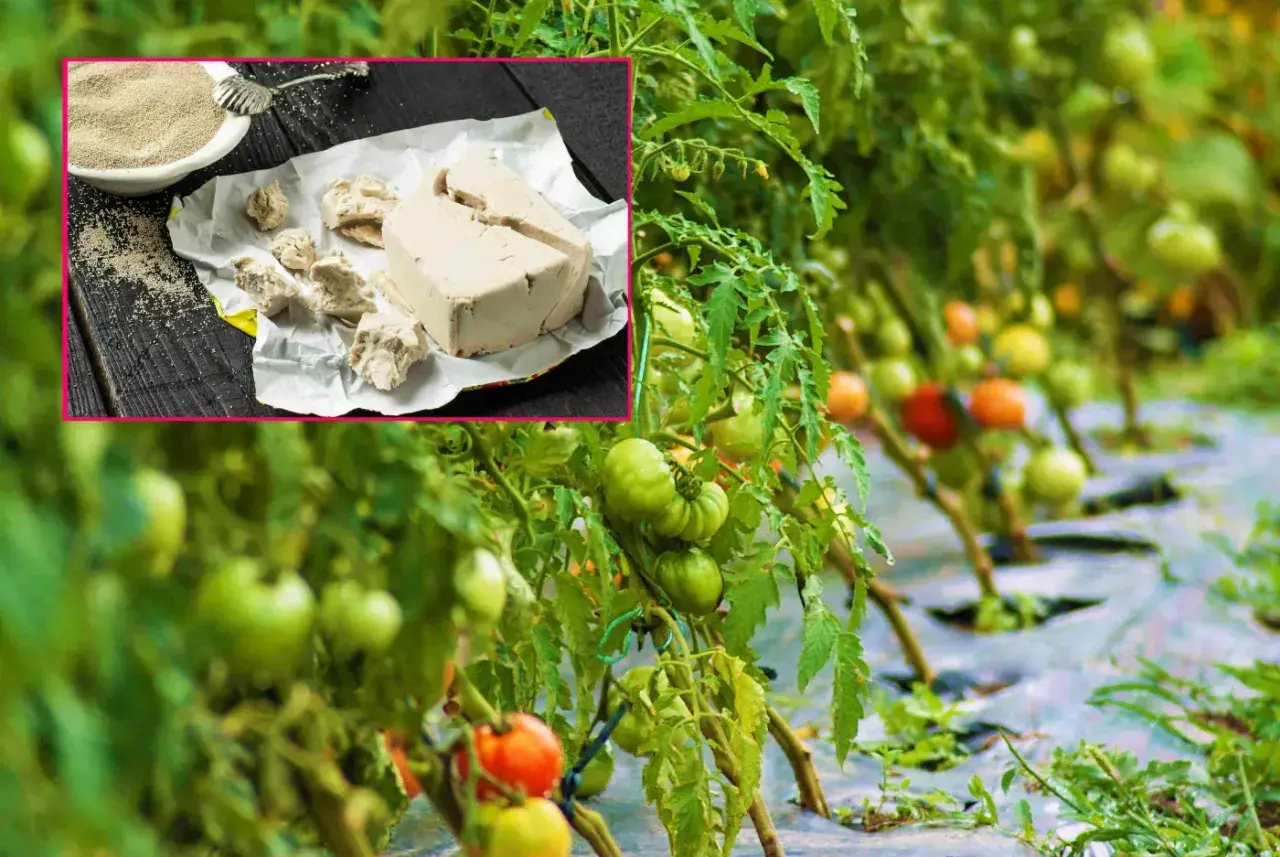 Naturalny oprysk z drożdży dla zdrowych pomidorów. W rogu zdjęcie kostki drożdży i miseczki z proszkiem.
