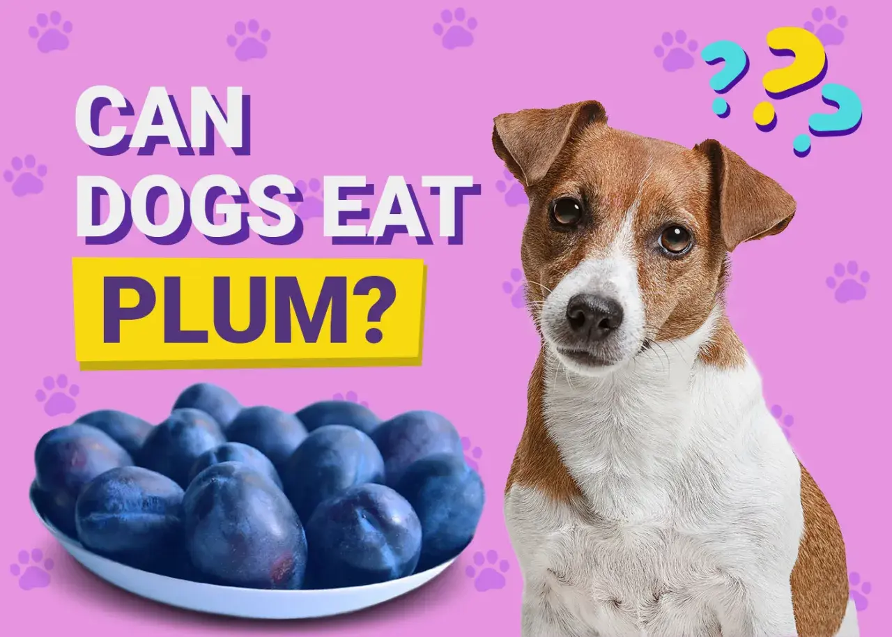 A dog looks curiously at a bowl of plums, with text asking "Can dogs eat plum?".