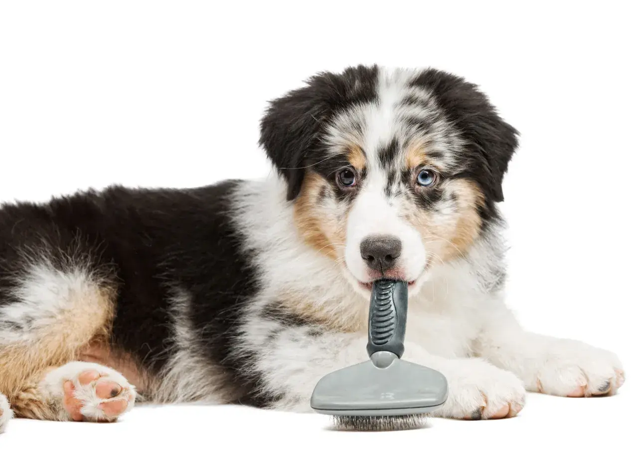 Ein niedlicher australian shepherd langhaar Welpe spielt mit einer Bürste.