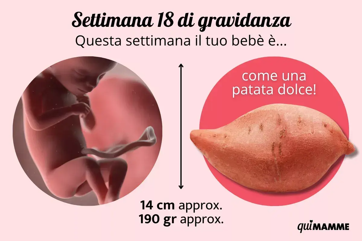 A 18 settimane di gravidanza, il tuo bebè è grande come una patata dolce, lungo circa 14 cm e pesa 190 grammi.